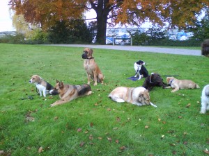 Hundeschule