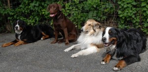 Hundeschule