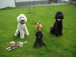 Hundeschule Solothurn