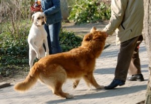 Mobile Hundeschule Sacha Thommen