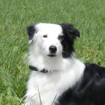 Finja