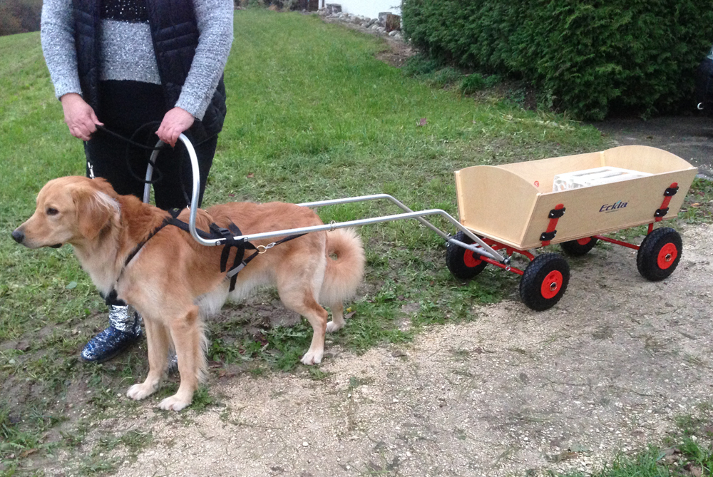 Hund-mit-Bollerwagen