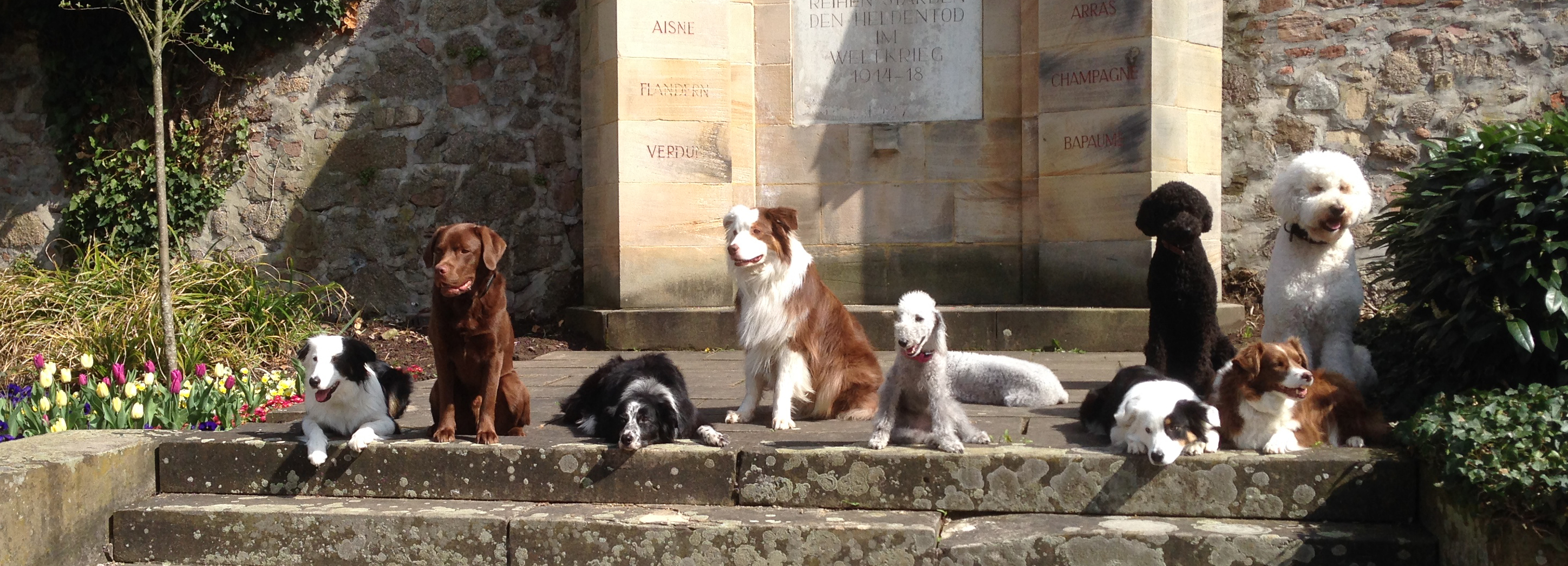 hundetraining in der hundeschule solothurn