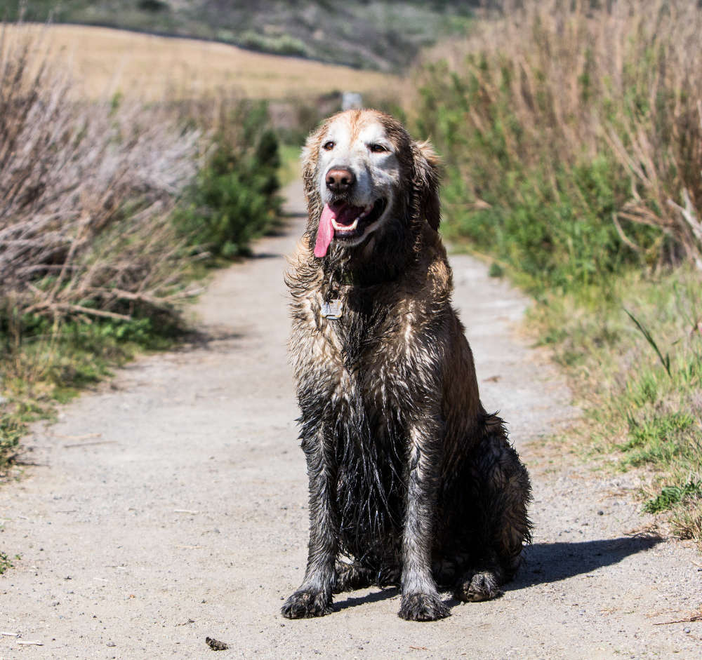 RinseKit-Hundedusche